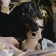 Beco Plush Toy Rough and Tough Quokka Small