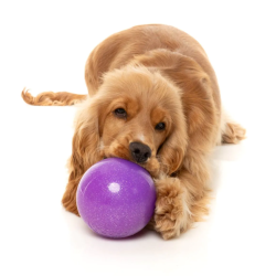 FuzzYard Interactive Toy Truth Tellin' Treat Ball