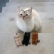 I Love Happy Cats Alfie Cat Assorted