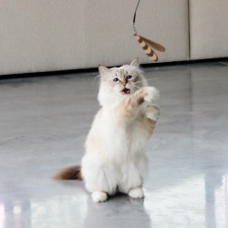 I Love Happy Cats Connor Telescopische Vlieghengel