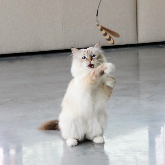 I Love Happy Cats Connor Telescopic Fly Rod