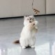 I Love Happy Cats Connor Telescopic Fly Rod