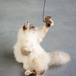 I Love Happy Cats Connor Navulset Prooi Helix