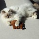 Coussin rechargeable Zoey I Love Happy Cats
