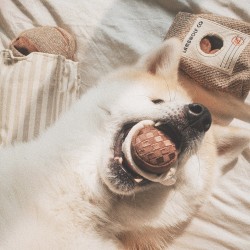 Lambwolf Collective Espresso Pop