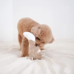 Lambwolf Collective Fox Pop