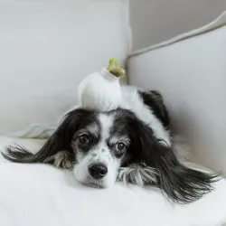 Lambwolf Collective Garlic Pop