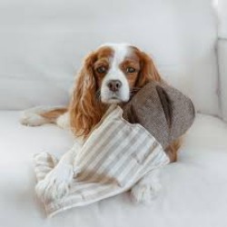 Lambwolf Collective Rye