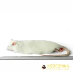 KB (Kiezebrink) Regular Rat 150-250 g