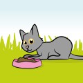 Food & drink bowls