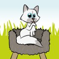 Baskets & cushions