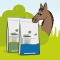 Paard
