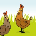 Chickens