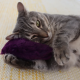 4cats Coeur en peluche, herbe à chat
