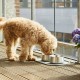 Dog Copenhagen Vega Bowl Steel, Medium / Large