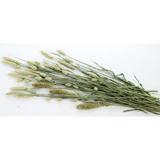 Bouquet pour animaux de compagnie Esve Rongeur Knaagveld