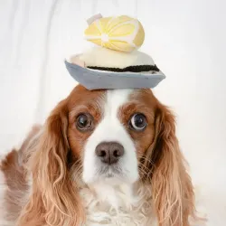 Lambwolf Collective Gillardeau