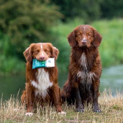 Hownd Yup You Stink! natte doekjes voor honden