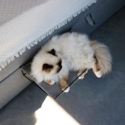 I Love Happy Cats Oliver Bed- en Radiatorhangmat