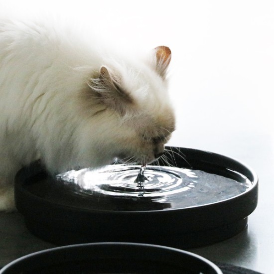 I Love Happy Cats Ace Abreuvoir Noir, L