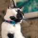Kittyrama Collier pour Chat Monte Carlo