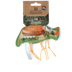 Hanneton de chat sauvage