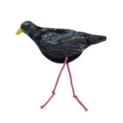 Étourneau chat sauvage