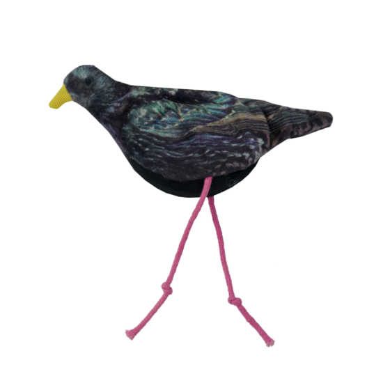 Wild Life Cat Starling