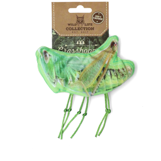 Wild Life Cat Grasshopper