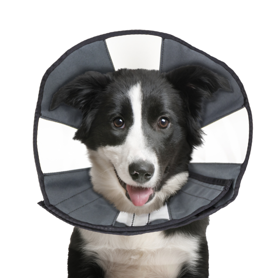 Zenpet ProCone, S