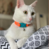 Kittyrama Cat Collar Tangerine